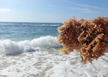 Load image into Gallery viewer, Sea Moss Gel - Purple (375ml)