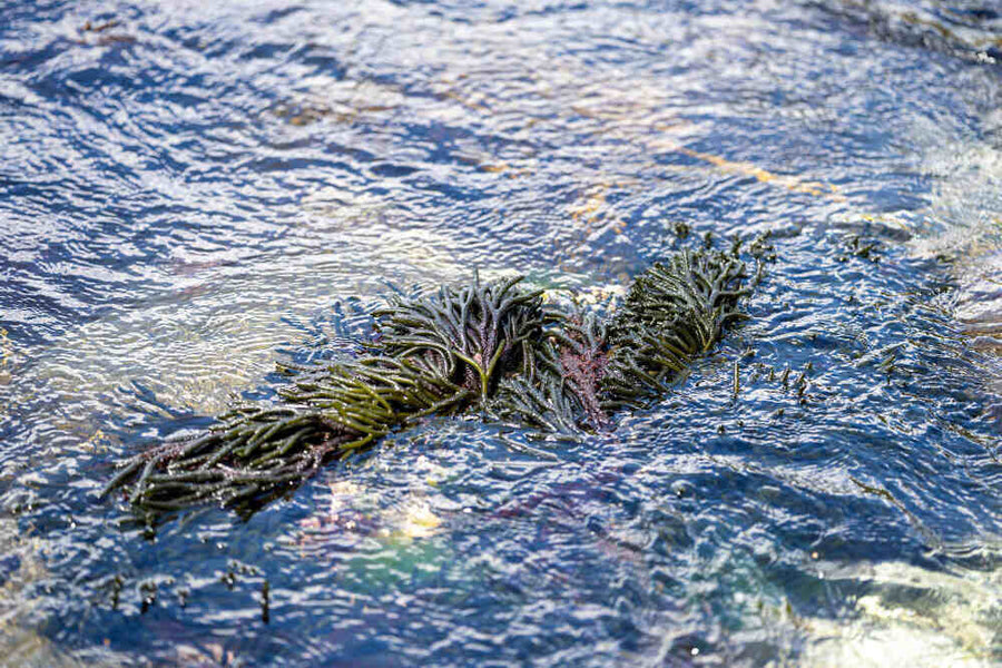 The Benefits of Sea Moss – Nature’s Oceanic Gift