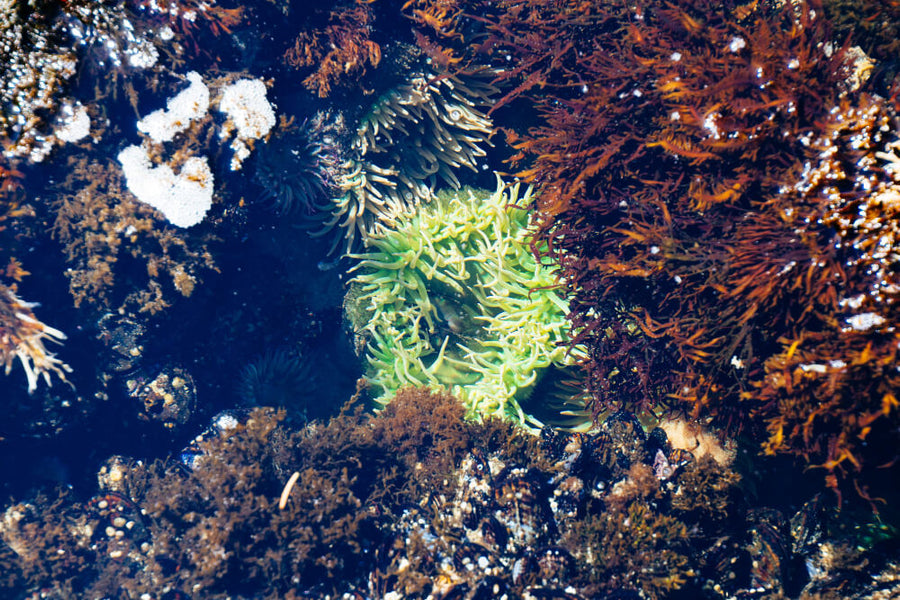 The Environmental Impact of Harvesting Sea Moss