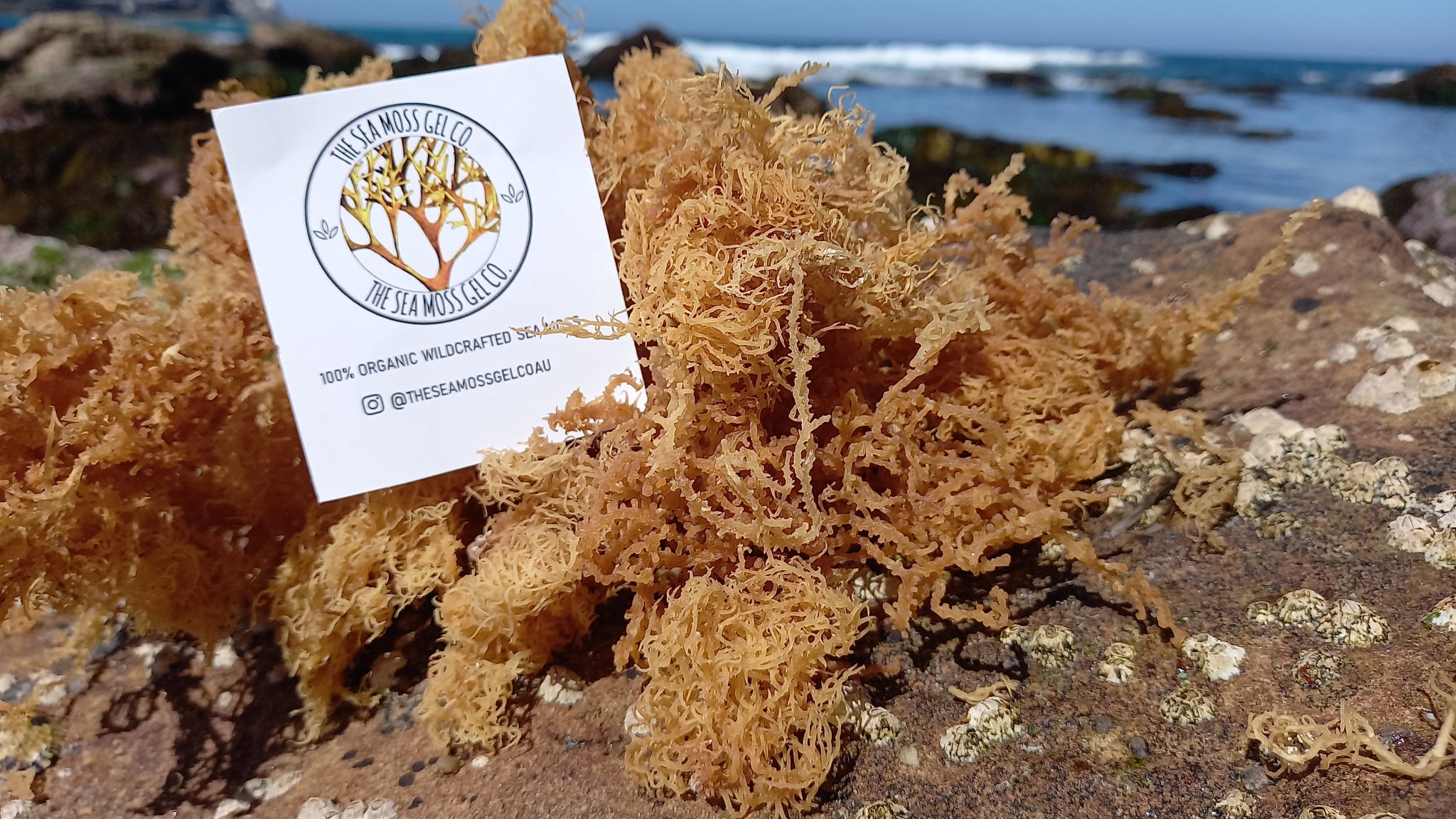 Organic Wildcrafted Raw Sea Moss (DIY) – The Sea Moss Gel Co AU