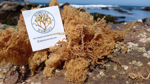 Organic Wildcrafted Raw Sea Moss (DIY)