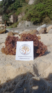 Organic Wildcrafted Raw PURPLE Sea Moss (DIY)