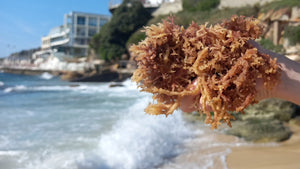 Organic Wildcrafted Raw PURPLE Sea Moss (DIY)